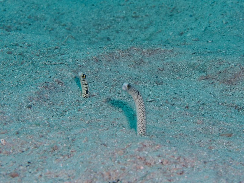 House Reef, Garden Eel